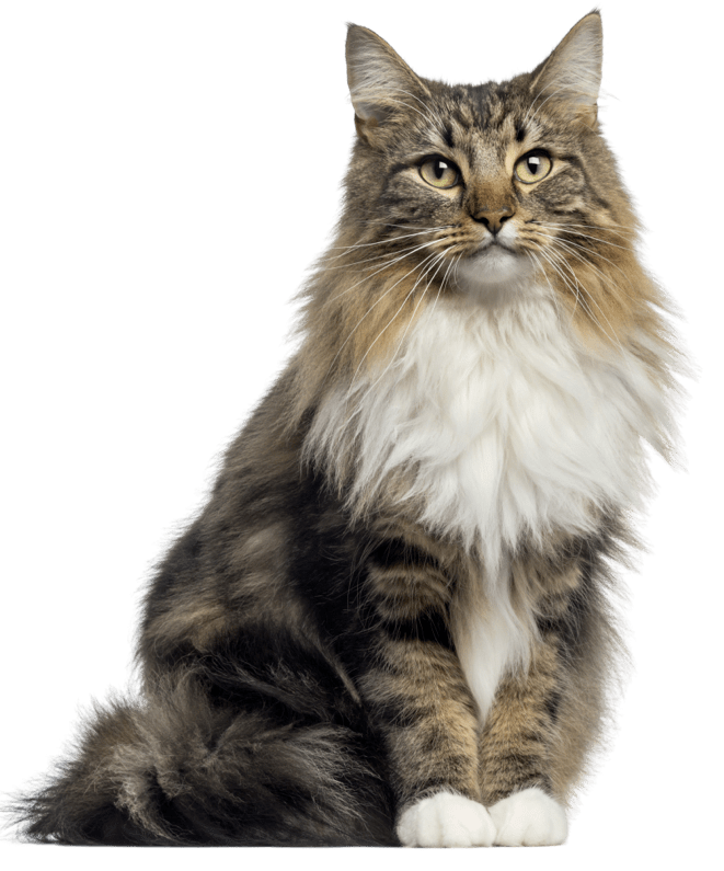 Cat transparent